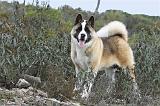 AKITA AMERICAIN 350